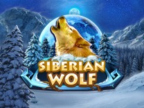 Siberian Wolf